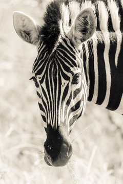 Zebra Head Portrait Wildlife Black White Vintage