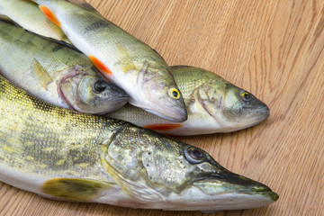 Perch fishes and spike