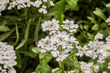 Giardino Botanico Dublino