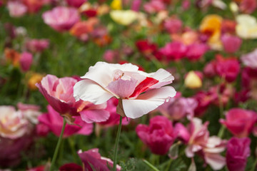 Giardino Botanico Dublino
