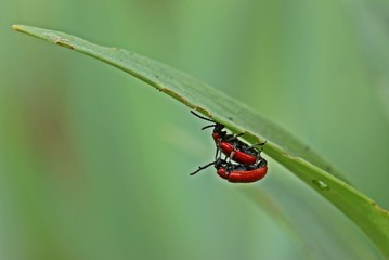 Lilienhähnchen (Lilioceris lilii) bei der Paarung