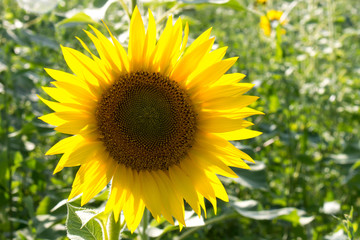 Obraz premium Sunflower in a field