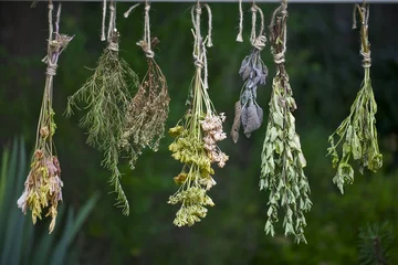 Papier Peint photo Aromatique Set of herbs hanging and drying
