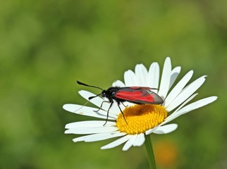 Thymian-Widderchen auf Margerite