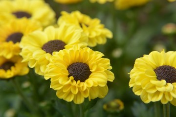 Herbst-Chrysantheme - Chrysanthemum indicum