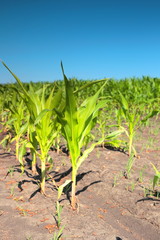 Green corn sprouts