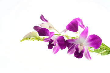 Naklejka na ściany i meble Purple orchid on white background