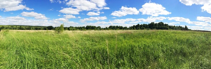 Wide summer field panorama