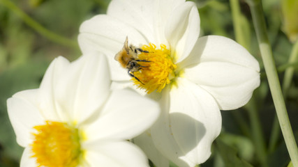 Abeille et Marguerite