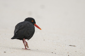 African Oystercatcher