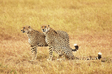 Cheetahs on the Masai Mara in Africa