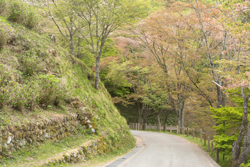 Sakura trees Road