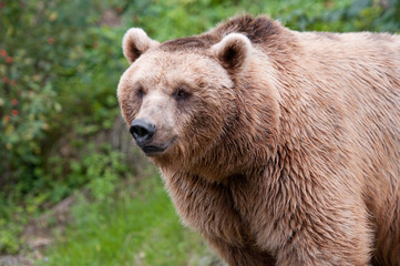 portrait of a european brown bear