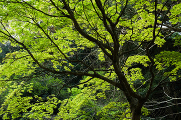 Green maple trees