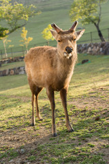 Naklejka na ściany i meble Deer in Nara park
