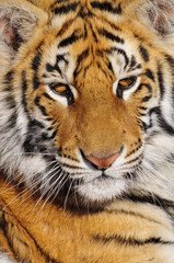 Closeup Portrait shot of a Bengal Tiger