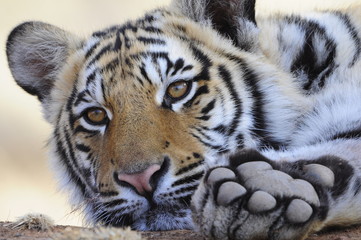 Obraz premium Zbliżenie Portret strzał Tygrys bengalski