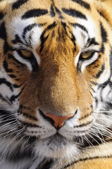 Closeup Portrait shot of a Bengal Tiger