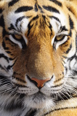 Fototapeta na wymiar Closeup Portrait shot of a Bengal Tiger