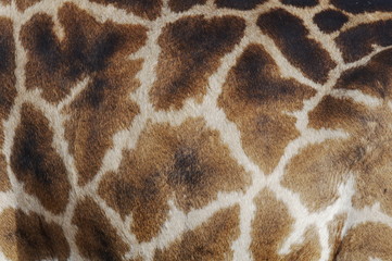 Closeup skin pattern of the Giraffe