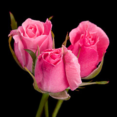 Pink small roses on black