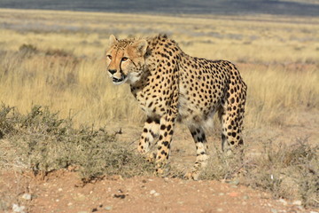 Fototapeta na wymiar Portrait shot of an elegant African Cheetah