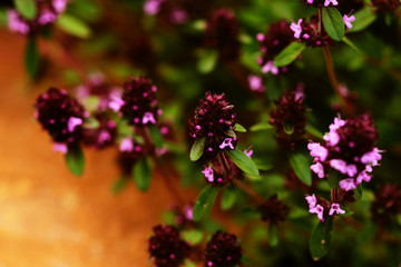 Thyme herb in bloom