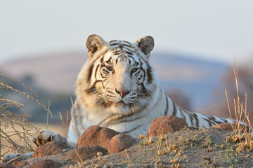Naklejka premium Portrait of a extremely rare Wild Tiger