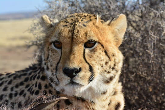 Closeup Portrait of an elegant African Cheetah