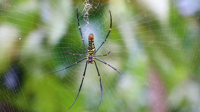 beautiful big spider on web