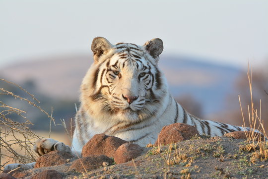 Portrait of a extremely rare Wild Tiger