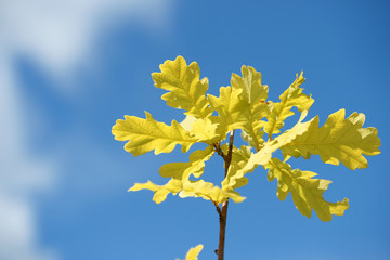 Листва молодого дуба на фоне неба