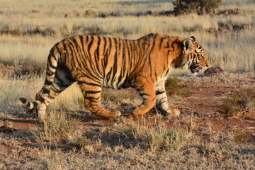 Obraz na płótnie Canvas Panning shot of a moving tiger