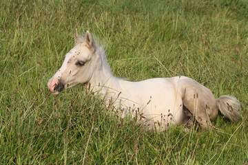 Poulain qui se repose dans l'herbe