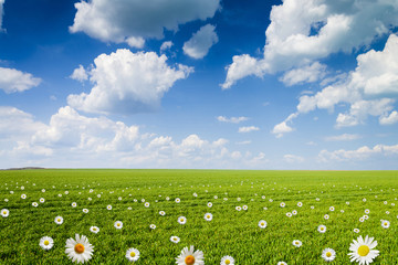 daisy field