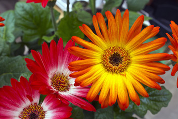 Bright gerbera daisies.