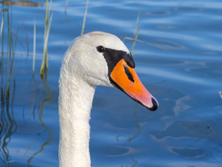 Mute swan (Cygnus olor)
