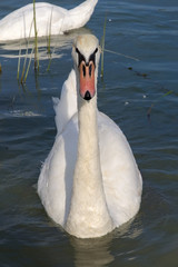 Mute swan (Cygnus olor)