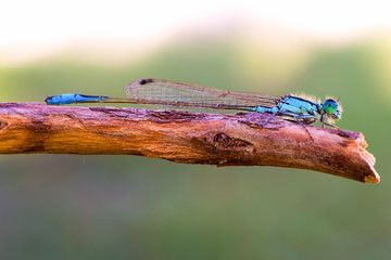 Libellula, damigella su rametto, macro sfondo verde