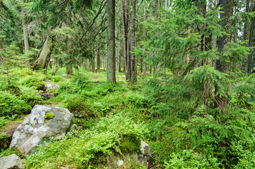 Dense green forest