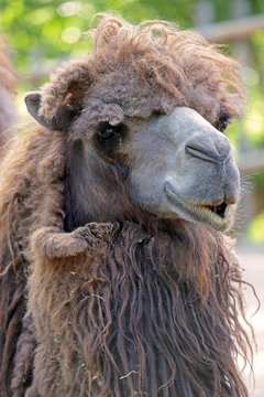 Portraif of a camel