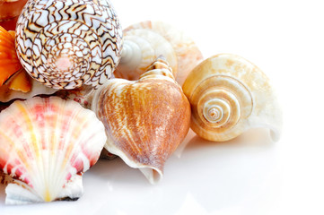 Sea shells on white background