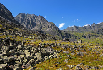 Mountain tundra in July