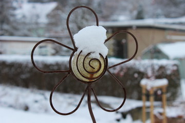 Schneebedeckte Steinblume
