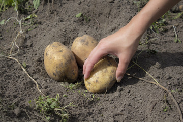 Close up of fresh organic potatoes in the field.