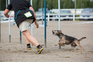 Dog follows the handler in agility competion