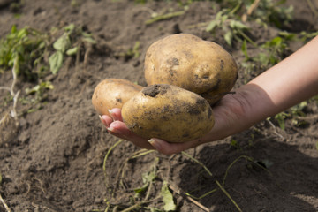 Close up of fresh organic potatoes in the field.