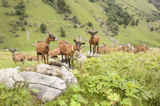 brown goats in the french alps