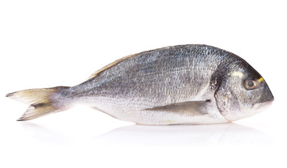 Fresh dorado fish