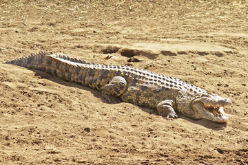 Crocodile on the Masai Mara in Africa